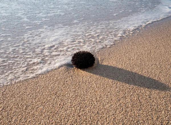 Морской еж на песчаном пляже — стоковое фото