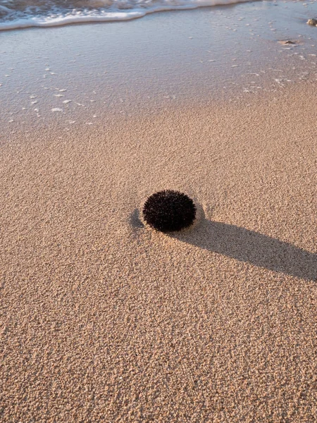 Um ouriço-do-mar-negro na praia de areia — Fotografia de Stock