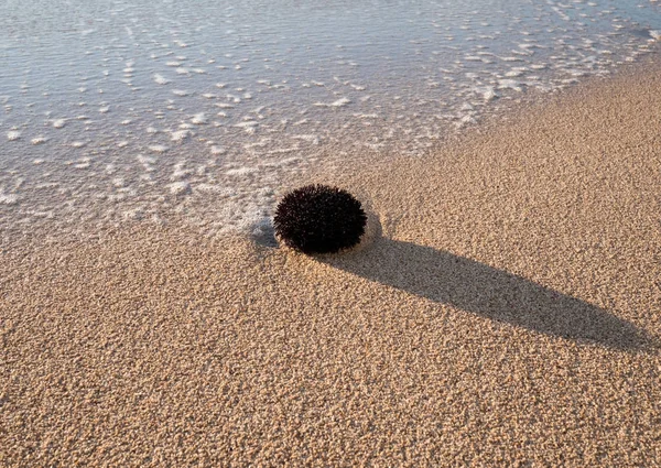 Ouriço do mar Negro na costa da praia arenosa — Fotografia de Stock