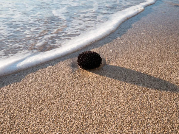 Black sea urchin and sea foam — Stock Photo, Image