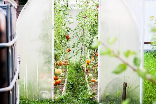 Gartengewächshaus Mit Tomaten Die Wachsen Und Reifen — Stockfoto