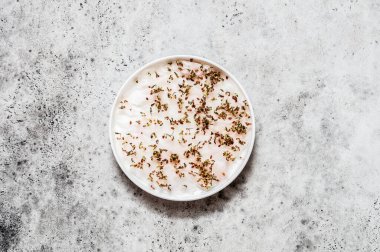 Islak Pamuk Yün 'ün üzerindeki Cress Salata Tohumları, metnin için kopyalama alanı