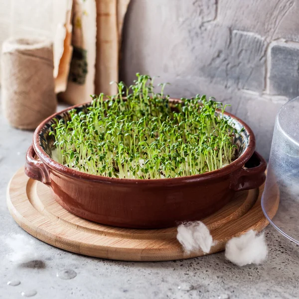 Growing Micro Greens Sprouting Cress Salad Seeds Square — Stock Photo, Image