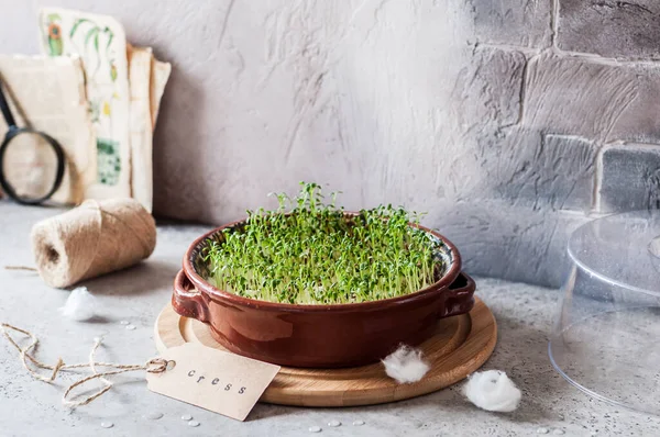 Hodowla Mikro Zieleni Sprouting Cress Salad Seeds Kopiuj Miejsce Tekst — Zdjęcie stockowe