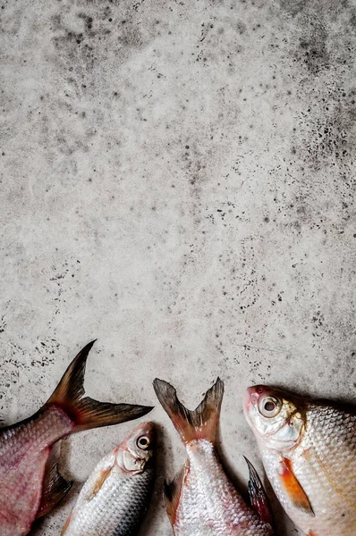 River Fish Fondo Copia Espacio Para Texto — Foto de Stock
