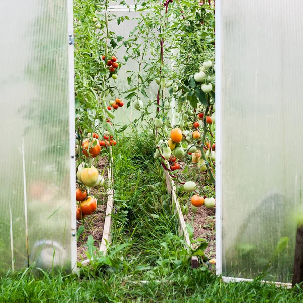 Garten Gewächshaus Mit Tomaten Die Wachsen Und Reifen Quadratisch — Stockfoto