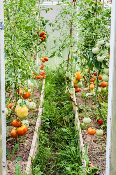 Garden Greenhouse Tomatoes Growing Ripening — Stok Foto