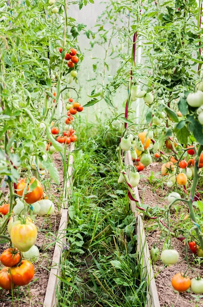 Serre Jardin Avec Tomates Cultivant Mûrissant — Photo