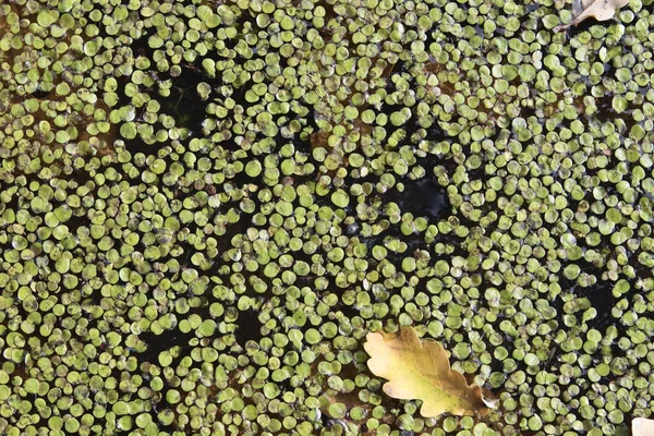 Plantas flotantes de estanque de agua —  Fotos de Stock