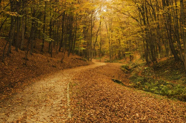 Sonbaharda orman yolu