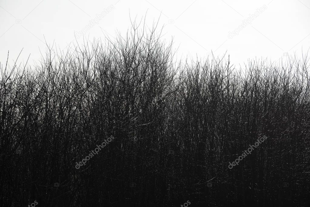 thick forest of branches against white