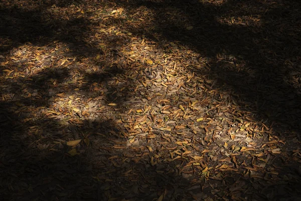Herfst Bladeren Grond Donkere Schaduwen Met Licht Schijnt Hen — Stockfoto