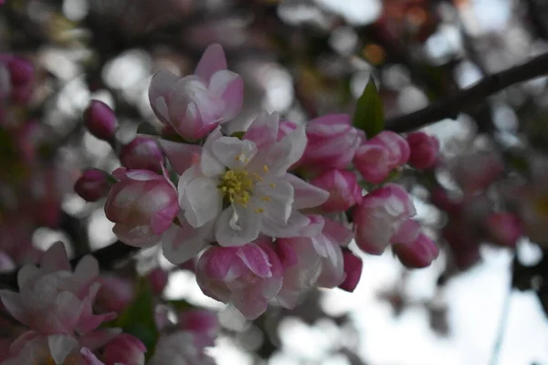 Fundo Flor Primavera Árvore Flores Impressão Primavera Maçã Ramo Árvore — Fotografia de Stock