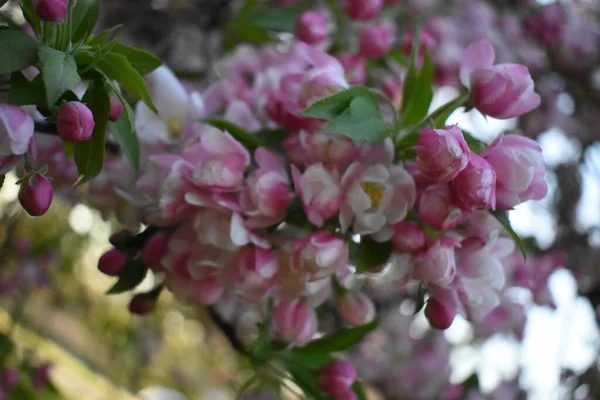Wiosenne Tło Drzewo Kwitnące Wiosenny Druk Gałąź Jabłoni Kwiat Jabłoni — Zdjęcie stockowe
