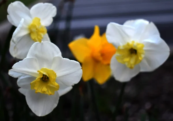 Branco Yello Daffodils Nova Camisa Flor Cheia Clima Primavera — Fotografia de Stock