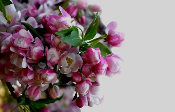 Voorjaarsbloesem Achtergrond Blossom Boom Voorjaarsdruk Appelboom Tak Apple Bloesem Nieuwe — Stockfoto