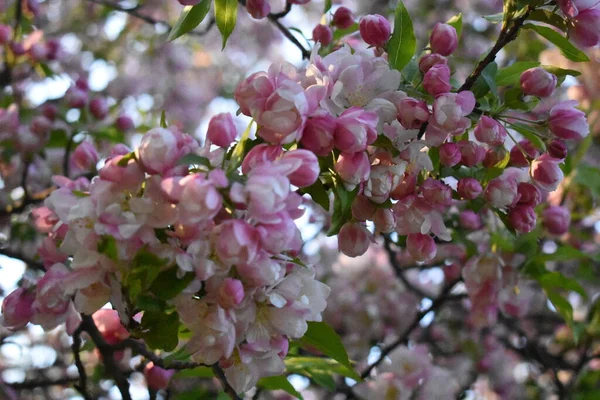 Kanzan Kersenboom Volle Bloei New Jersey Park Het Voorjaar — Stockfoto