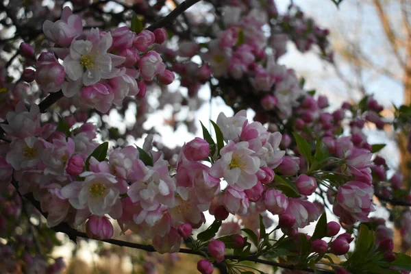 Kanzan Cerejeira Plena Floração Parque Nova Jersey Temporada Primavera — Fotografia de Stock