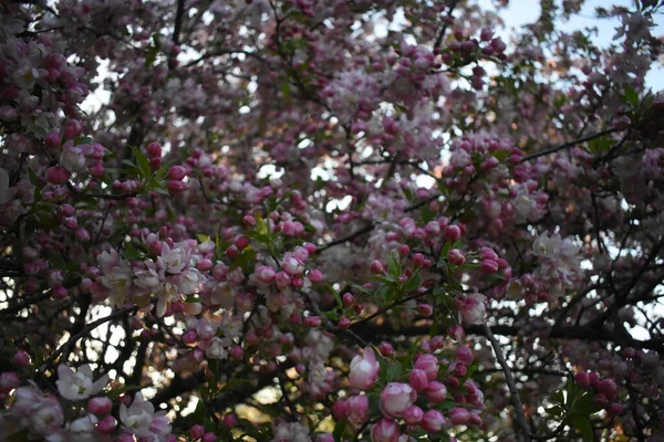 Kanzan Cerejeira Plena Floração Parque Nova Jersey Temporada Primavera — Fotografia de Stock