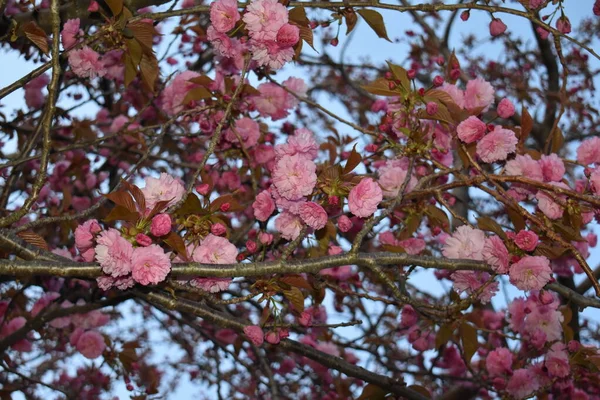Kanzan Cherry Tree Full Bloom New Jersey Park Spring Season — Stock Photo, Image