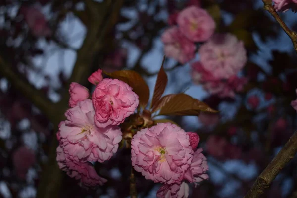 Bahar Mevsiminde New Jersey Parkında Çiçek Açan Kanzan Kiraz Ağacı — Stok fotoğraf