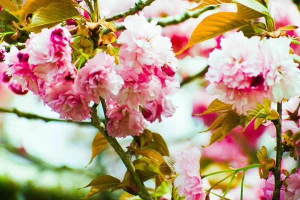 Piękne Wiśnia Kangan Drzewa Kwiaty Wiosną Stanie New Jersey — Zdjęcie stockowe