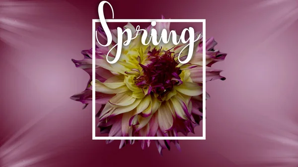 Tavaszi Virág Dekoratív Keret Üzenet — Stock Fotó