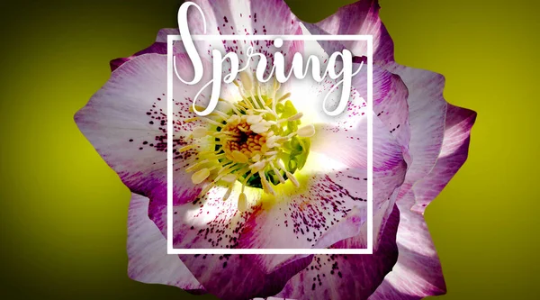 Spring Flower Decorative Frame Message — Stock Photo, Image