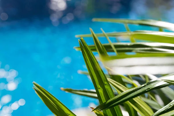 Водна поверхня з зеленою долонею залишає басейн відпочинок тропік — стокове фото