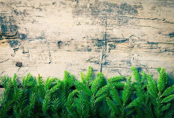 Weihnachtlicher grüner Tannenzweig auf Holzgrund — Stockfoto