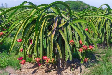 Dragon meyve veya pitaya plantation Tayland