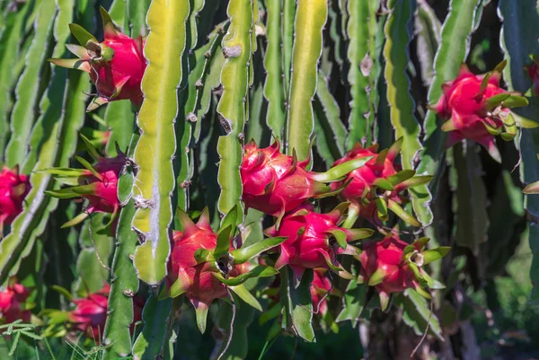 Dragon meyve veya pitaya plantation Tayland