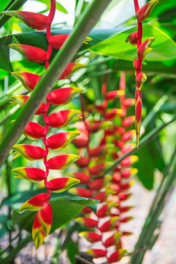 Asya Park heliconia tropikal çiçek