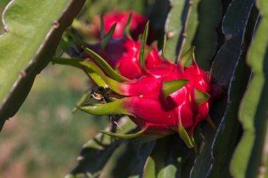 Dragon meyve Pitaya Pitahaya plantasyon Tayland