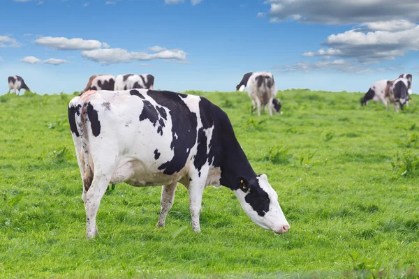 Vacas perfeitas em um prado verde — Fotografia de Stock