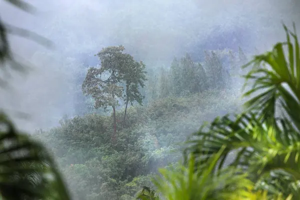 Bosque tropical en lluvia y niebla niebla — Foto de Stock