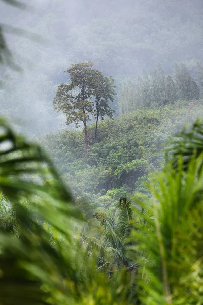 Bosque tropical en lluvia y niebla niebla — Foto de Stock