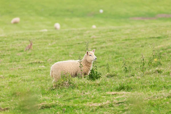 Idillic landscape with sheep, lambs, ram on field — Stock Photo, Image