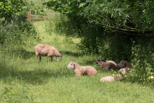 Идиллический пейзаж с овцами, ягнятами, барана на поле — стоковое фото
