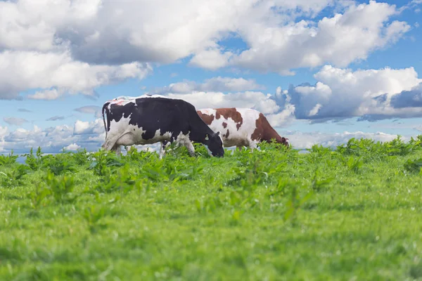 Perfect farm cows on a green meadow — Stock Photo, Image