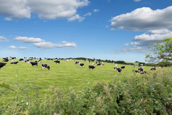 Perfekte Bauernkühe auf einer grünen Wiese — Stockfoto