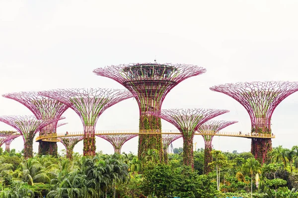 15 de janeiro de 2016, Singapura - The Supertree at Gardens by the Bay — Fotografia de Stock