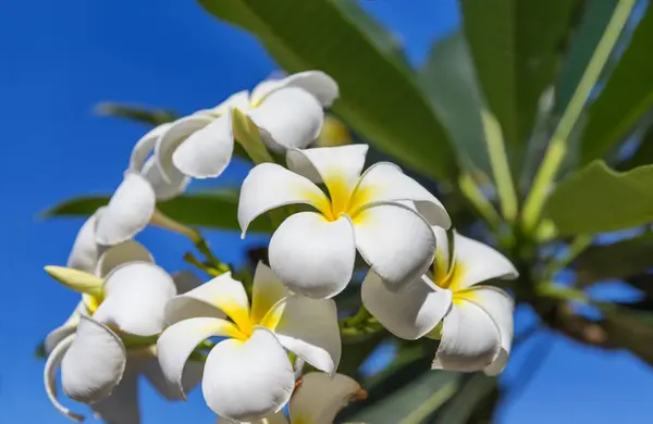 Blühen frangipani plumeria blumenbaum — Stockfoto