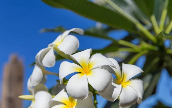Blühen frangipani plumeria blumenbaum — Stockfoto