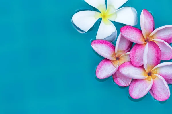 Frangipani Piscina tropicale con fiori di Plumeria — Foto Stock