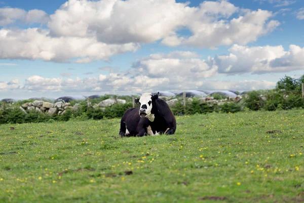Vacas de granja perfectas en un prado verde — Foto de Stock