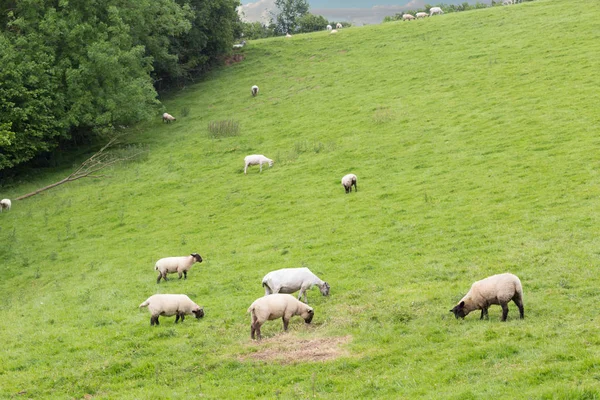 Idillic landskab med får, lam, ram - Stock-foto