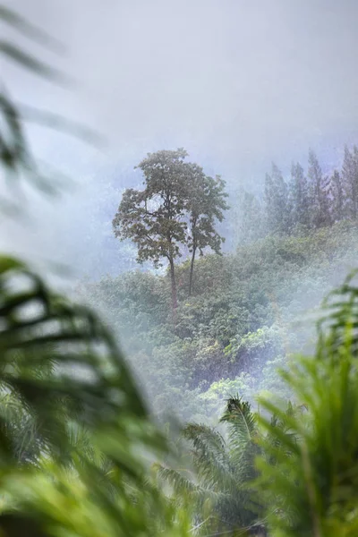 Tropic forest in rain and mist fog