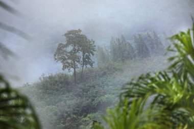Yağmur ve sis sis tropik orman