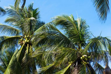 Tropic palmiye yaprakları mavi gökyüzü önünde